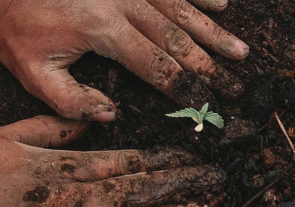 green plant on persons hand