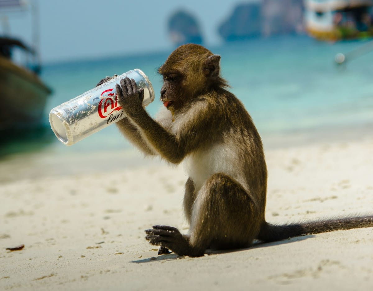 Recording - How to follow your daimon, (and the importance of remembering you are a monkey)