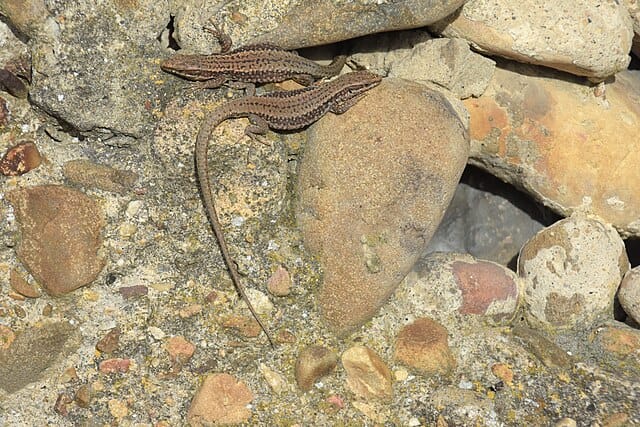 Recording: Is love fundamental? (and is there a plan?)